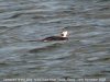 Long-tailed Duck at River Roach (Steve Arlow) (74973 bytes)